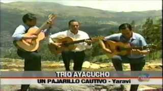 UN PAJARILLO CAUTIVO yaravi Trio Ayacucho Peru [upl. by Kra]