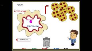 Entamoeba histolytica [upl. by Daryle685]