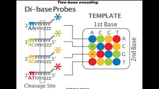 Sequencing by oligonucleotides ligation and detection SOLiD [upl. by Aamsa]