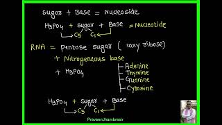 7 Nucleic acidDNARNANucleosideNucleotideVitamins [upl. by Norvol]