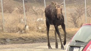 Moose Tranquilized in Calgary [upl. by Grounds]