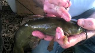 Flathead Catfishing with Bullhead [upl. by Eeb]