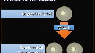 B5 Mitosis and Meiosis [upl. by Parthen]