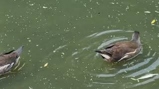 Juvenile Moorhens In Great Britain [upl. by Nivad]