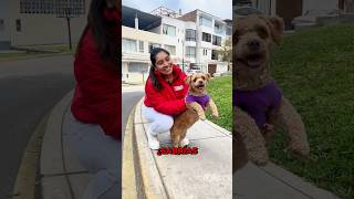 🐶🌟Aprende a detectar ENFERMEDADES CONTAGIOSAS en perros con éstos TIPS✋‼️ shortsermas [upl. by Ruhtracam]