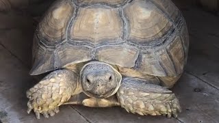 A 360 around my outdoor habitat habitat enclosures nature reptiles life [upl. by Katharyn]