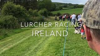 Lurcher Racing in Ireland [upl. by Dnalerb180]