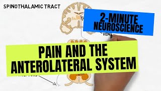 2Minute Neuroscience Pain and the Anterolateral System [upl. by Yniar]