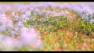 Bifrost Redshift Render Tutorial  Flower Garden Scene [upl. by Nyvrem]