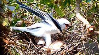 Blackshouldered kite Bird in the nest protects two children from the sunEp8 [upl. by Haem]