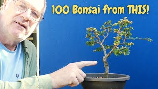 Discover the Secret Chinese Elm is Your Ideal Bonsai Tree [upl. by Park]