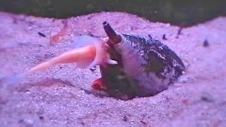 Nightmarish Sea Snail Swallows Whole Fish  Conus Feeding Monster [upl. by Dre599]