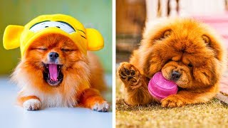 As 8 Raças de Cachorro Mais Fofas Que Farão Você Suspirar Ahhhhh [upl. by Lauro]