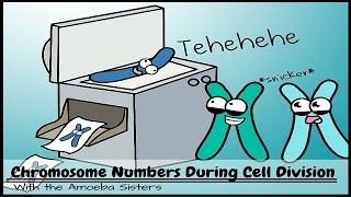 Chromosome Numbers During Division Demystified [upl. by Lyndy]