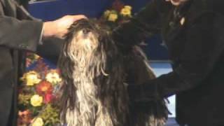 Rare Corded Havanese Dog Competes at National Dog Show [upl. by Lletnwahs827]