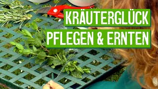 Kräuter richtig pflegen und ernten  Der Grüne Tipp [upl. by Allicsirp988]