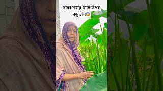 🌿ঢাকা শহরে ছাদের উপর কচু চাস 🌿  fahimislam895 rooftopgarden gardening [upl. by Nylak]