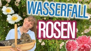 ROMANTIK pur  Rosen wie WASSERFÄLLE  Rambler hoch wachsen lassen lohnt sich der Aufwand [upl. by Aliam743]