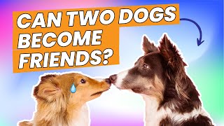 8 Tips on How to Make Two Dogs Become Friends [upl. by Cagle]