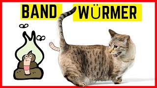 Würmer bei Katzen  Symptome Gefahren amp Behandlung [upl. by Rob663]