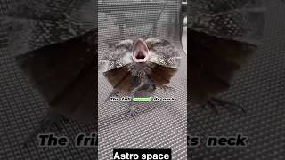 Frilled neck lizard 🦎 trending facts sciencefacts science astrospace viral lizard shorts [upl. by Coppinger490]