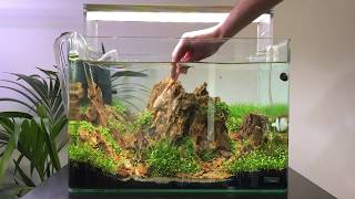 Scapers Tank Aquascape Maintenance  Rock Cleaning and Plant Trimming [upl. by Tailor]