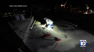 Massive crocodile captured from outside home in Florida Keys [upl. by Anividul194]