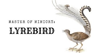 Master of Mimicry Lyrebird [upl. by Nivla]