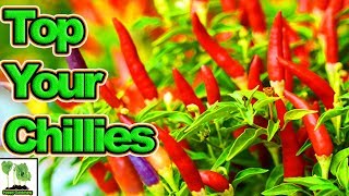 Topping Trimming amp FIMing Chillies [upl. by Cull]