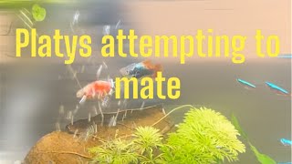 Platy’s mating ritual tropicalaquarium aquariumfish fish [upl. by Sky124]