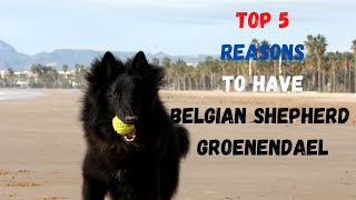 Top 5 reasons to have Belgian Shepherd Groenendael [upl. by Erbua]