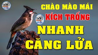 CHÀO MÀO MÁI KÍCH TRỐNG CĂNG LỬA  CÁCH KÍCH LỬA CHÀO MÀO SỔ BỌNG HÓT CHÉ chàomàohótđấu [upl. by Lenod]