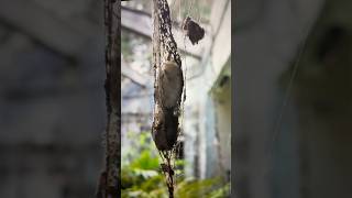 huntsman spider eggs in abandoned hotel [upl. by Memory]