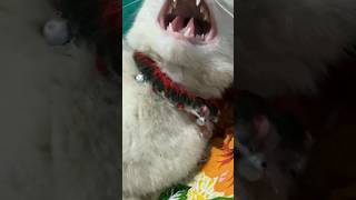 scary cat sound  cat voice  cat meowing shorts cat catsound [upl. by Anrahc967]