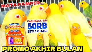 DAPATKAN HARGA PROMO LOVEBIRD AKHIR BULAN TERMURAH [upl. by Springer]