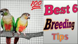 sun conure conure breeding tips in hindi [upl. by Rafaelof229]