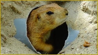 Cynomys ludovicianus  Ord 1815  Sciuridae  Chien de prairie à queue noire  France  082019 [upl. by Nomar575]