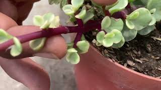 Portulacaria Afra  Variegada [upl. by Seidel]