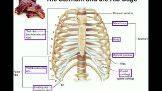 Anatomy  The Sternum Rib Cage amp Vertebrae [upl. by Leahcimnoj]