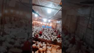 🐤32 din hoise boiler murgi🐔deshi murgi [upl. by Yeliw403]