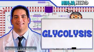 Metabolism  Glycolysis [upl. by Hgielime]