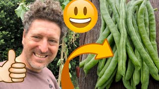 COMMENT PLANTER DES HARICOTS MANGETOUT à rames  Kokopelli [upl. by Warfourd]