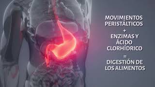 Funcionamiento del aparato digestivo [upl. by Cranston]