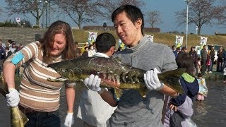 Catch Salmon with your Bare Hands in Japan Oirase Salmon Festival Aomori Prefecture [upl. by Halimaj]