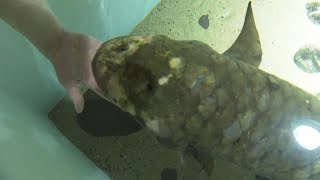 Meet Methuselah the World’s Oldest Aquarium Fish [upl. by Ytsur296]