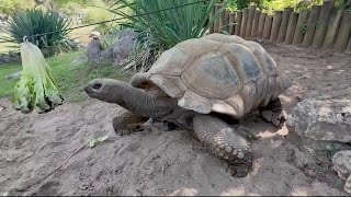 Sponsored content Aldabra Giant Tortoises at the Dickerson Park Zoo [upl. by Kesley]