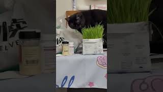 Cat likes catt grass [upl. by Sana]