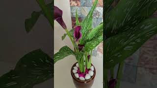 Zantedeschia aethiopica calla lily African lily Plant ❣️❣️ shorts trending houseplantdecor yt [upl. by Tiraj695]