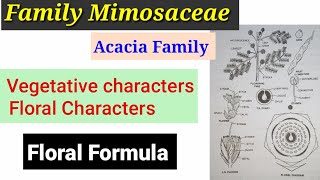 Family Mimosaceae Acacia Family In HindiUrdu [upl. by Carbone173]