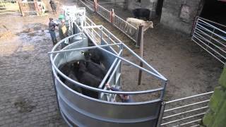 Cattle handling done right [upl. by Aenahs]